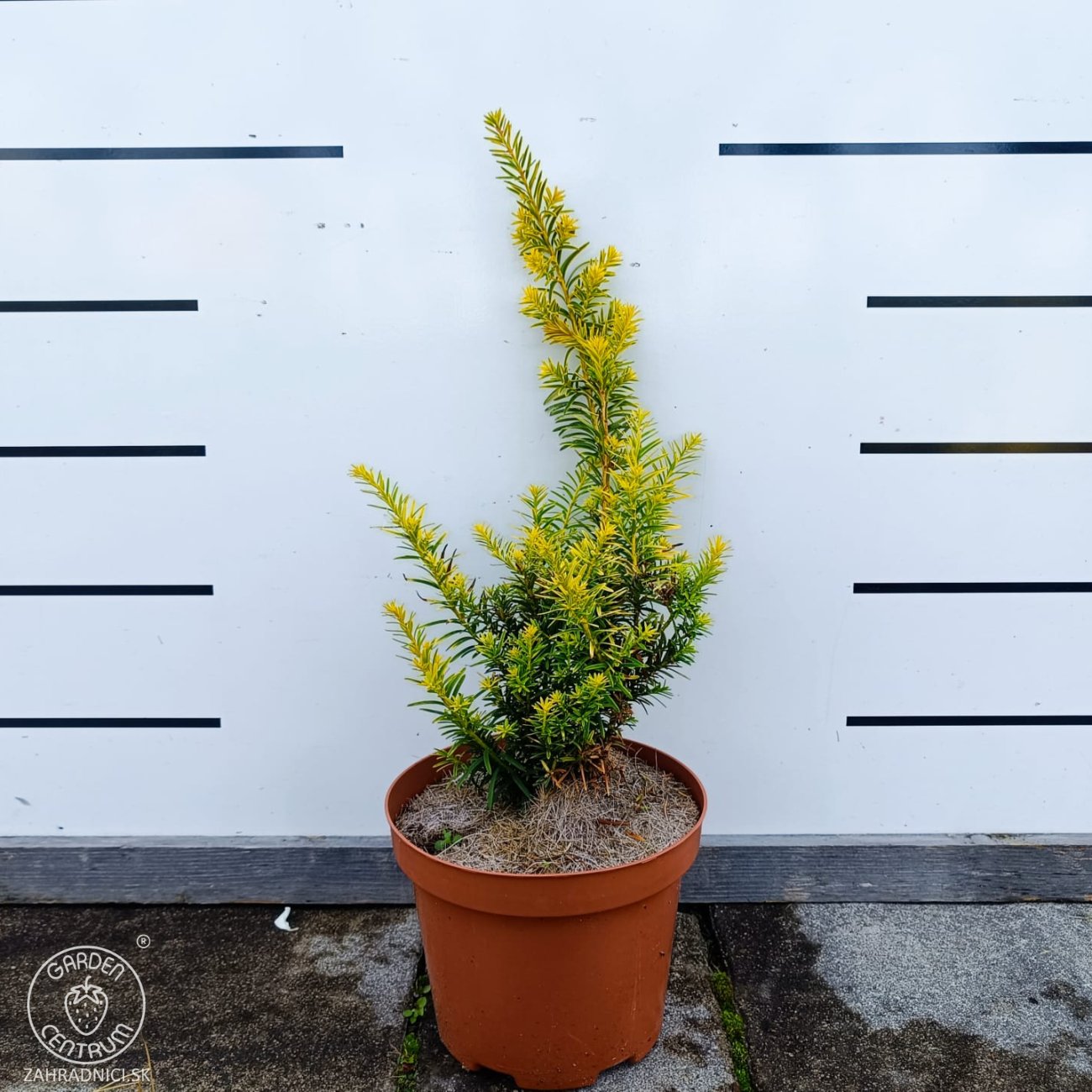 Obrázok Tis japonský (Taxus cuspidata) ´AURESCENS´ - výška 20-30 cm, kont. C3L